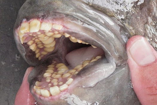 Мужчина поймал рыбу с "человеческими" зубами