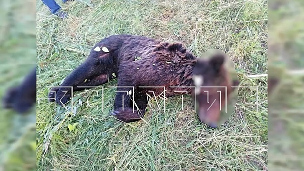 Экс-сотрудник нижегородского Минлесхоза осужден за убийство медвежонка