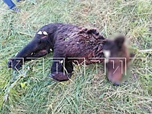 Экс-сотрудник нижегородского Минлесхоза осужден за убийство медвежонка