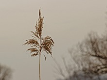 Итоги дня: угроза урожаю озимых в Удмуртии и возможность реставрации главного корпуса Ижевского оружейного завода