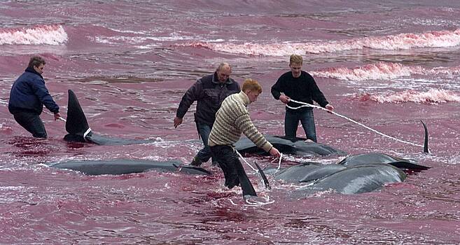 43 черных дельфина выбросились на берег и отказались возвращаться в воду