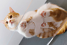 "У меня лапки!": кошки над стеклом