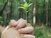 Посади дерево, вооружи лесника. Чему научило Россию лето пожаров в Сибири?