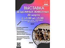В выходные вологжане смогут выбрать себе питомца в рамках выставки бездомных животных