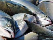 За время путины-2020 на Колыме у браконьеров изъяли более 600 кг лосося