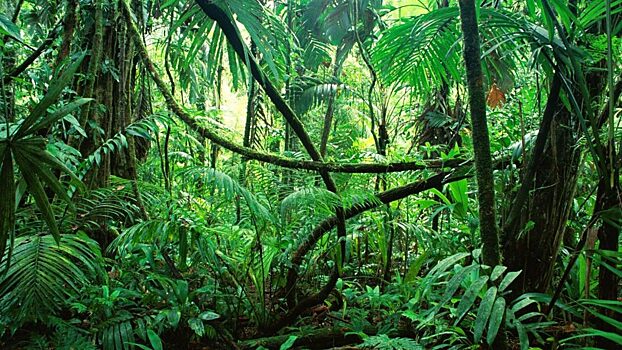 New Phytologist: Из-за дефицита фосфора в почве тропическая лиана превращается в хищника