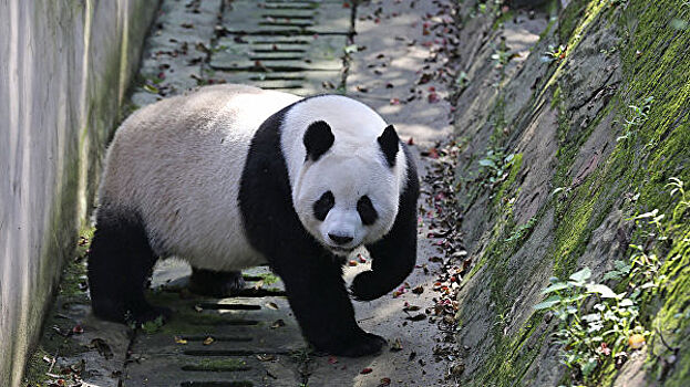 Московский зоопарк не планирует вводить должность "обнимателя панд"