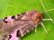 Экономический порог вредоносности клопов, жуков, бабочек на посевах