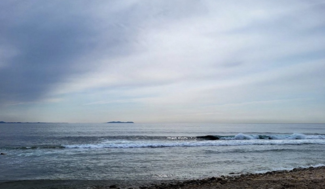 Ученые объяснили появление медуз-крестовиков в Приморье: нашествия нет