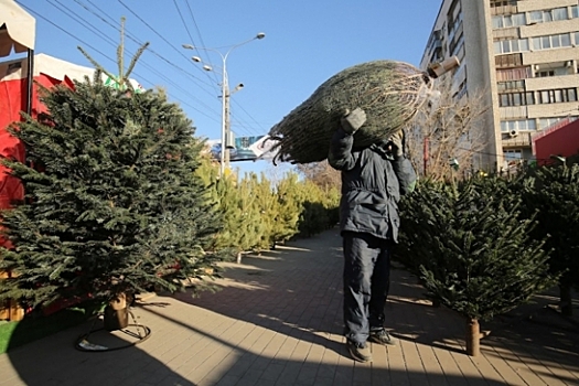 В лесах Волгоградской области браконьеры не вырубили ни одной новогодней елки