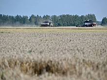 Аграрии Тамбовской области собрали первый миллион тонн зерна