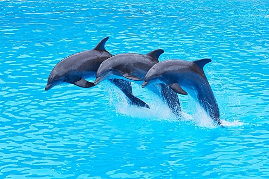 Дельфины-оптимисты плавают синхронно