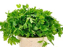 Врач рассказал, какая зелень необходима пожилым людям