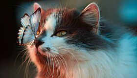 Ученые выяснили, какие породы кошек живут дольше всех