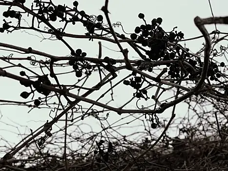 В Волжском районе опилили деревья около домов после вмешательства прокуратуры