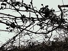 В Волжском районе опилили деревья около домов после вмешательства прокуратуры