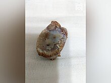 Московские ветеринары спасли проглотившего кость шпица