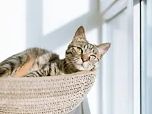 Как приучить кошку к унитазу: простой пошаговый метод для хозяев
