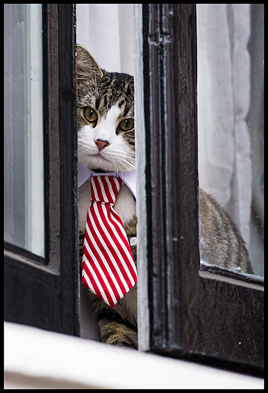 Начало допроса основателя WikiLeaks Джулиана Ассанжа 14 ноября ознаменовалось появлением в окне посольства Эквадора в Лондоне кота в галстуке и полным отсутствием новостей в ходе самого допроса