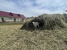 Дачникам рассказали, нужно ли регистрировать ИП при продаже урожая с огорода