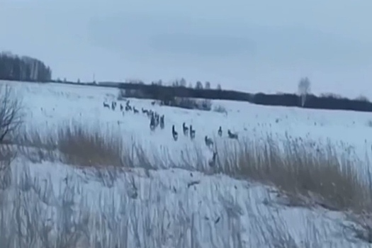 Лоси и косули массово вышли на трассы Новосибирской области по зову природы