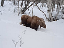 На Камчатке спасли лосёнка, увязшего в глубоком снегу