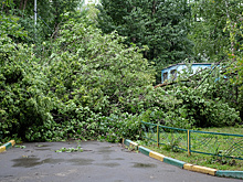 Шквалистый ветер повалил деревья в ряде округов Москвы