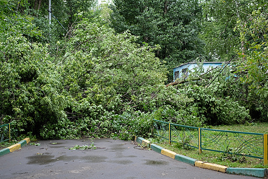 Шквалистый ветер повалил деревья в ряде округов Москвы