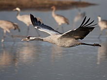 Число краснокнижных журавлей в Нижегородской области снизится из-за трассы М-12