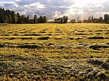 Свыше 40 гектаров изъятой сельхозземли выставили на торги в Можайске