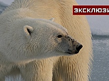 «Слышу звук - и снег весь в крови»: оленевод рассказал об ударах напавшей на него медведицы
