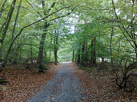 Заглавное изображение Национальный парк Переднепомеранские лагуны