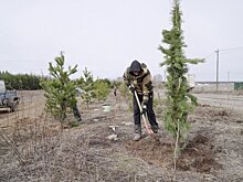 В микрорайоне Орловское в Ижевске в честь 80-летия Победы высадили аллею из 80 сосен