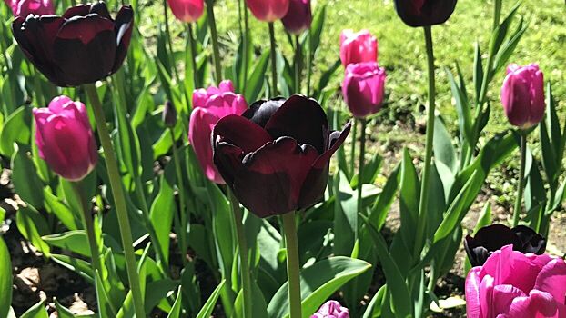 В Северной столице пройдет выставка тюльпанов и сирени в рамках фестиваля «Оттепель чувств»