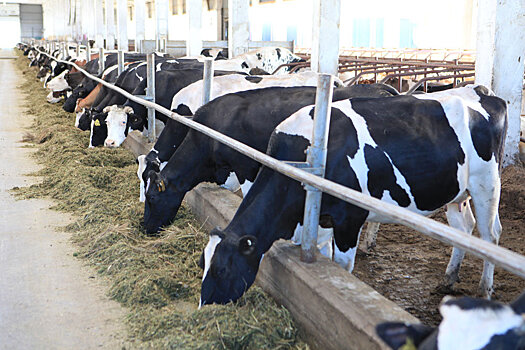 Мордовия вошла в топ-20 лучших регионов по производству молока