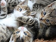 Ветеринары: Максимальное число животных в квартире не определено