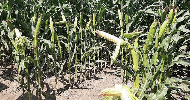 Важность известкования почвы для хорошего урожая кукурузы