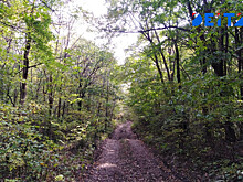 Как законно собирать валежник и березовый сок, решают в Приморье