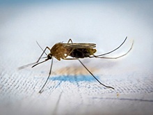 Источник загадочной Чановской лихорадки найден в Новосибирске