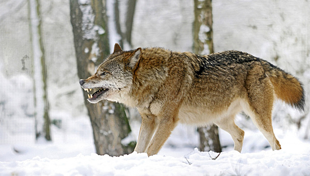 Жителей Воскресенкого района Подмосковья пугает волк