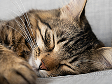 Почему кошка всё время спит, это нормально?