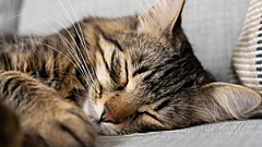 Почему кошка всё время спит и нормально ли это