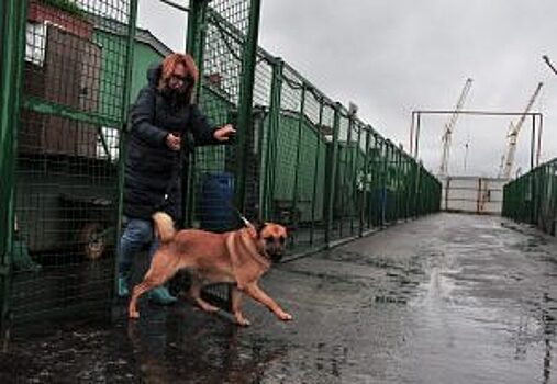 Животные ждут своих хозяев в приютах Москвы