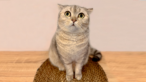 Факты о кошках, которые делают этих животных особенными