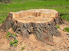 Жители Казани разворотили пни в березовой роще в поисках денег от «Орла и Решки»