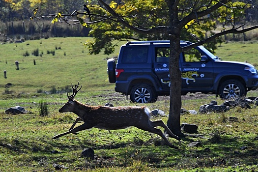 Автодороги Петербурга и Ленобласти остро нуждаются в сооружении экодуков