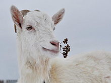 Россиянин продает козу по цене дома