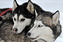 Оренбургские приставы арестовали 66 собак породы хаски
