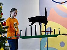 Маленьким жителям Озерска подарили новогоднюю сказку четвероногие акробаты и гимнасты