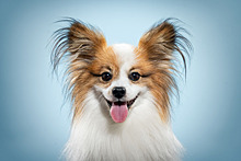 10 интересных фактов об ушах вашей собаки